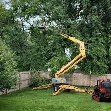 How Our Tree Care Process Works  in  Pinckneyville, IL
